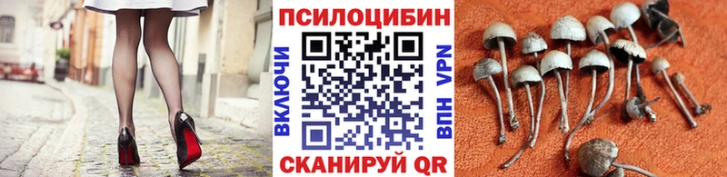 блэк спрут как зайти  Горнозаводск  Галлюциногенные грибы Cubensis 